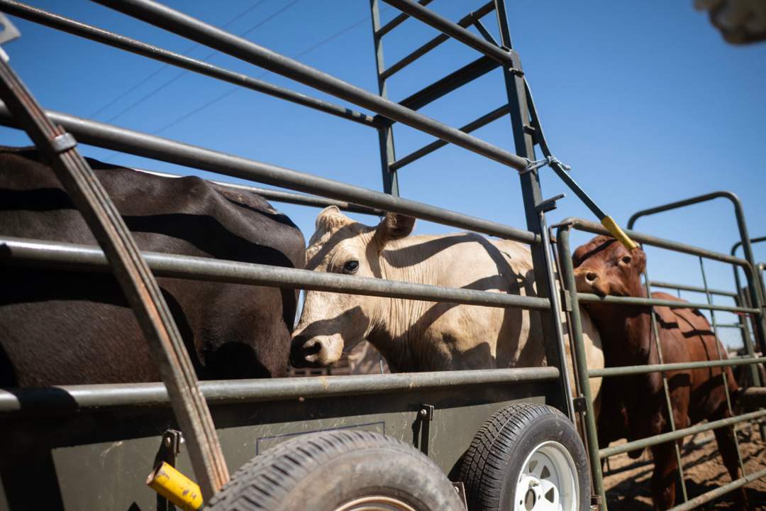 SA Farmers Face Heavy Losses from Foot-and-Mouth Outbreak
